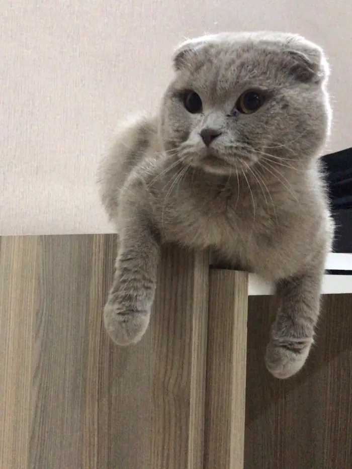 Dolabın üstünden bakan gri kedi